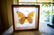 DORIS DAY FRAMED BUTTERFLY