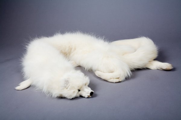 MARILYN MONROE FOX STOLE: White fox fur stole owned by Marilyn Monroe, the fox head, tail, and paw are incorporated into the furs design. PROVENANCE Partial Lot 122, "Fine Manuscripts, Including A Collection of Marilyn Monroe