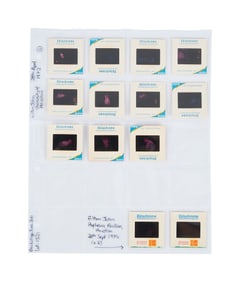 Elton John | 1972 University Of Houston Concert Negatives with Copyright