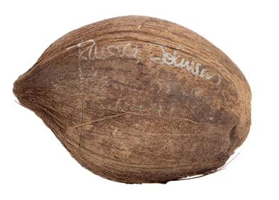 Gilligan's Island | The Professor (Russell Johnson) Signed Coconut