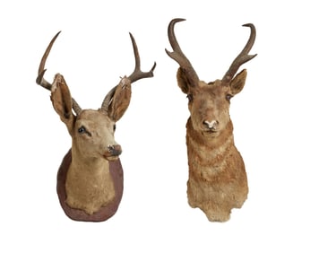 David Lynch | Taxidermy Deer Heads