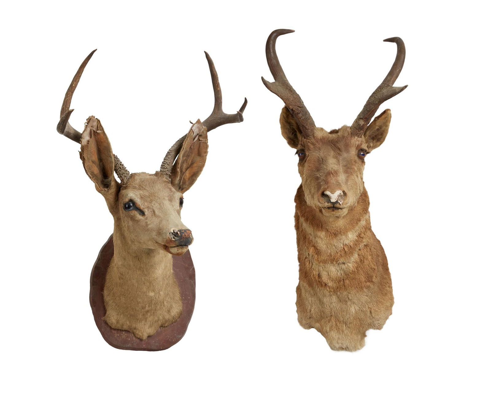 David Lynch | Taxidermy Deer Heads: Two taxidermy deer heads from the home of David Lynch, including one seen in the first episode of season two of the series Twin Peaks (ABC, 1990 - 1991), entitled, "May The Giant Be Wit