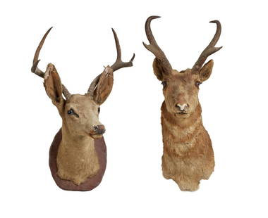 David Lynch | Taxidermy Deer Heads: Two taxidermy deer heads from the home of David Lynch, including one seen in the first episode of season two of the series Twin Peaks (ABC, 1990 - 1991), entitled, "May The Giant Be