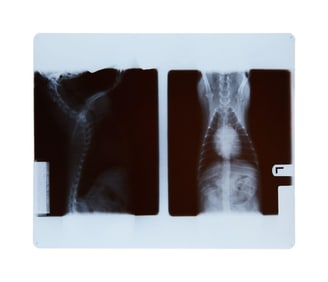 Joan Rivers | Pet Dog Spike's X-Rays