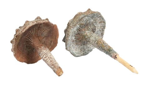 The Dark Crystal: Age of Resistance | Endless Forest Small Mushroom Set Dressing Props