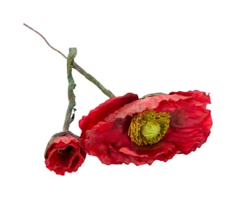 Nirvana | Two Poppies from the "Heart Shaped Box" Music Video Set