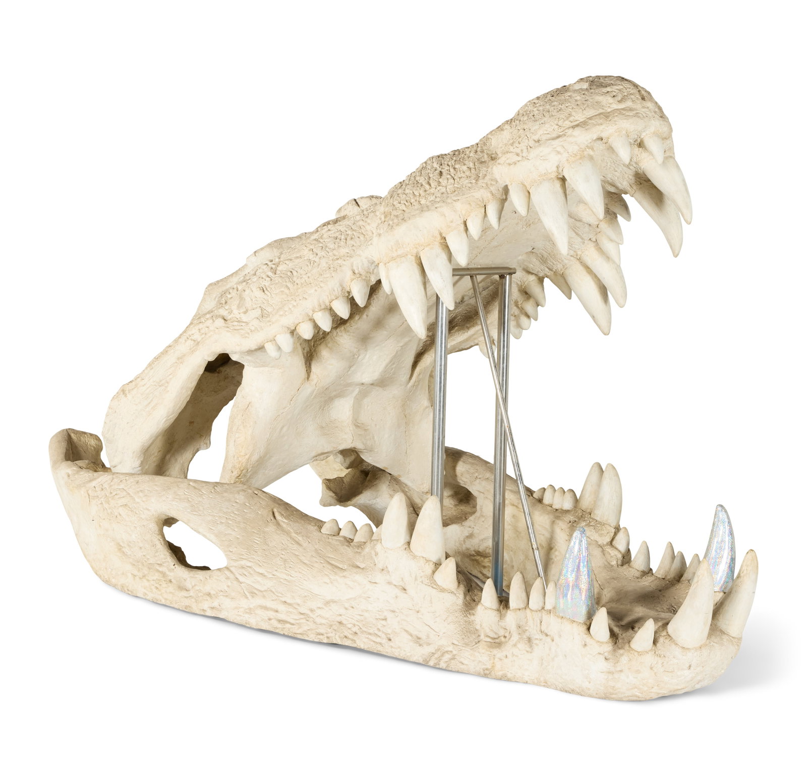 Crocodile Therakwad | Enormous Crocodile Skull Set Piece: An enormous crocodile skull set piece related to the film Crocodile Therakwad (Chaiyo Productions Co., Ltd., 1982). The two-piece skull is comprised of cast fiberglass with an outer layer