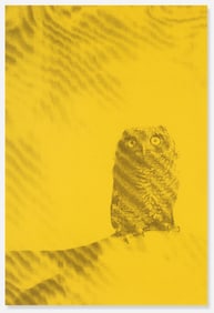 Ryan McGinley Owl poster 2011