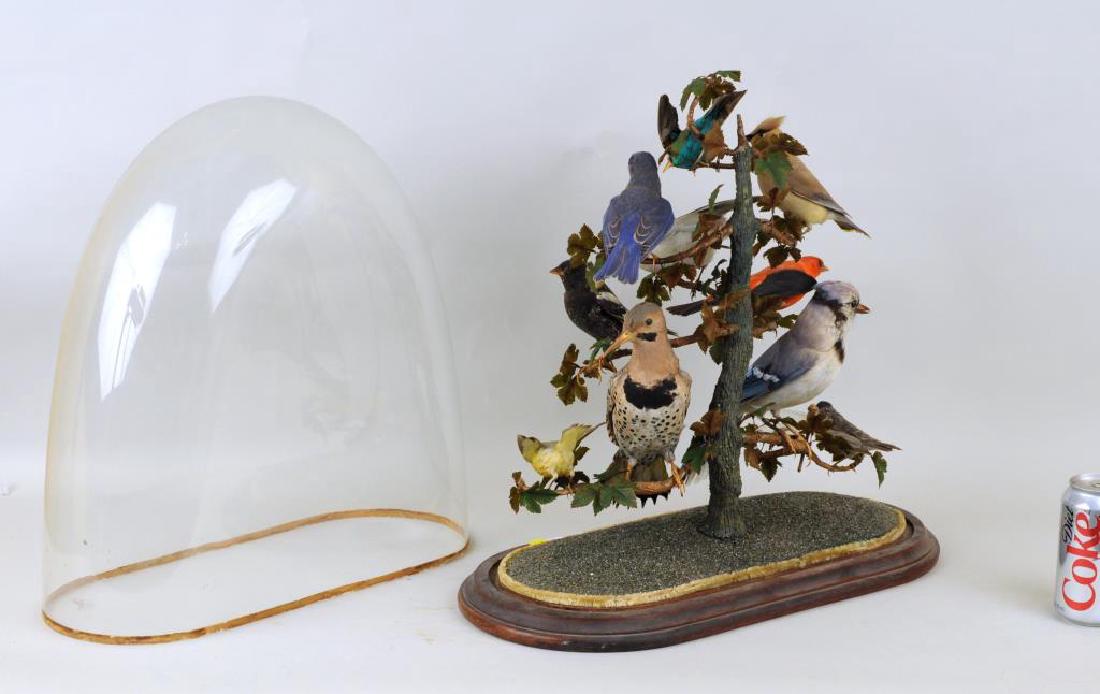 Victorian Taxidermied Bird Group: Victorian taxidermied bird group under glass dome. Soiling, losses. Dome: 18 1/4" high, 19" wide. Provenance: Estate of Richard S. Eckstrom, Guilford CT.