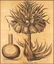 Framed Botanical Engraving, "Corona Imperialus" - 3