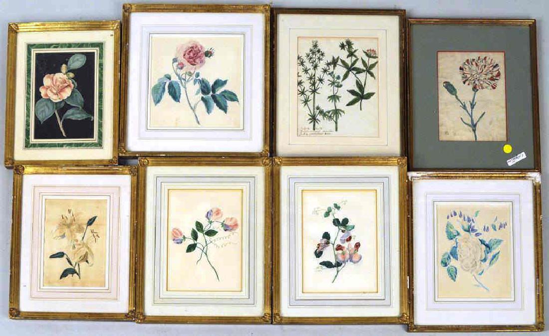 Eight Framed Botanical W/C (1 of 6)