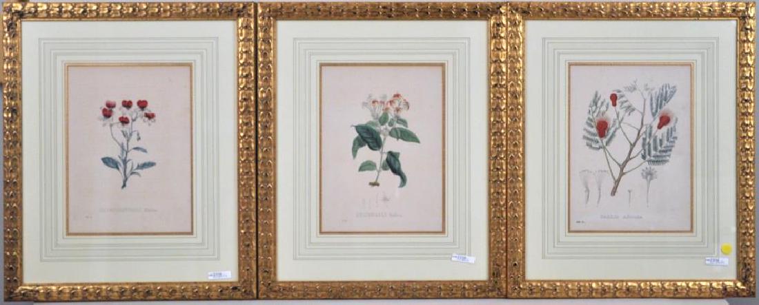 Three Framed Botanical Lithographs (1 of 5)