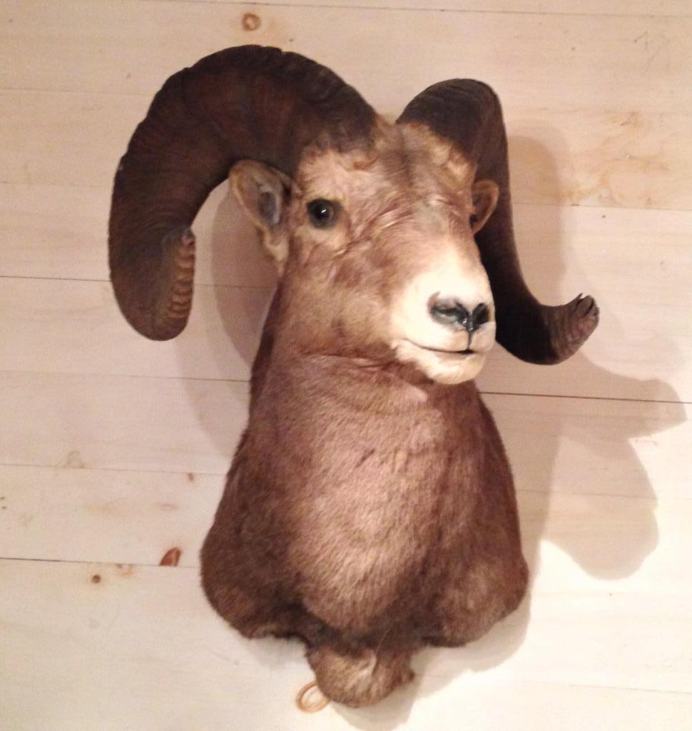 Rocky Mountain Big Horm Ram Taxidermy Trophy Mount: 30" high, 20" wide, 20" deep. Wear and losses, some loose hair. Metal label on back mounting block for L.A. Oler Taxidermy, Casper, Wyoming.