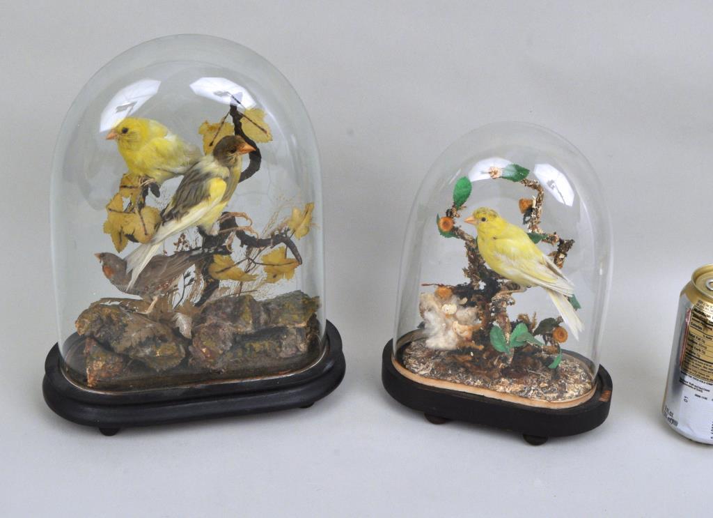 Two Victorian Avian Taxidermy Groups (1 of 2)