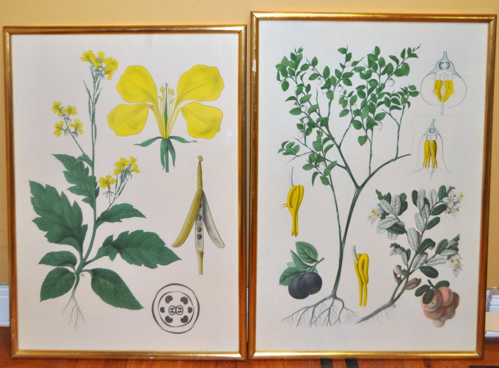 Two Large Gilt Framed English Botanical Prints (1 of 4)