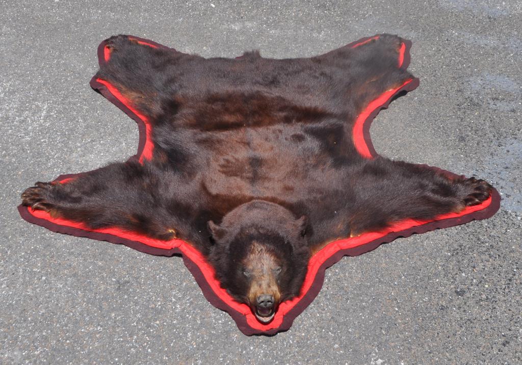 Black Bear Taxidermy Full Skin Rug: with mounted head. 70" long, 68" wide. Some hair loss, drying, a few tears. Provenance: Property from a Fairfield County Estate.