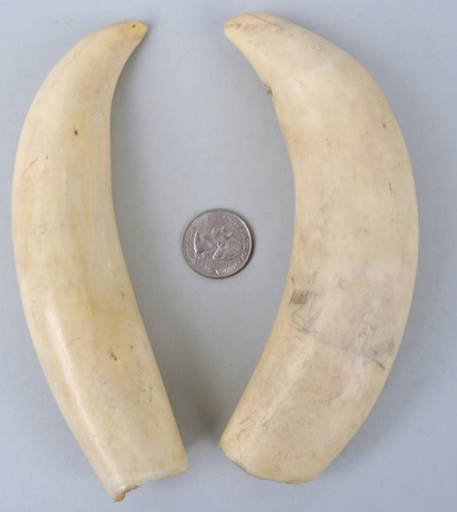 Two Large Antique Whale Teeth