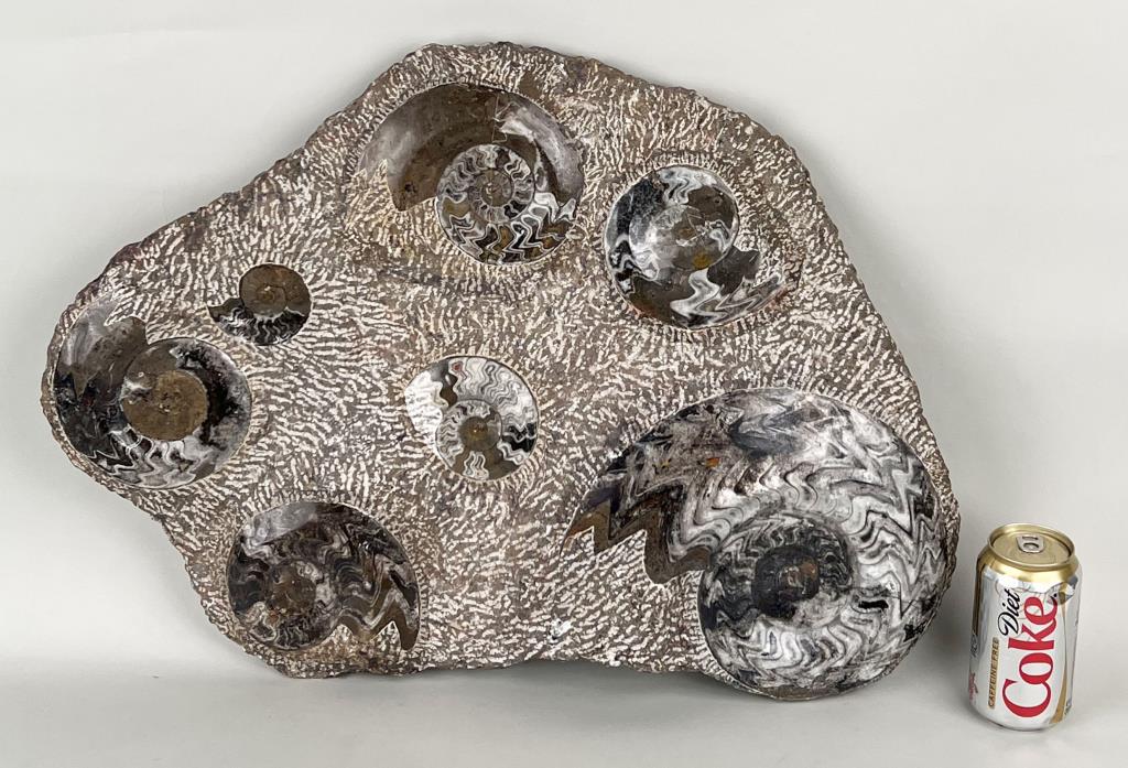 Large Natural Fossil Ammonite Cluster (1 of 4)