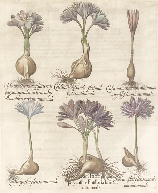 Basilius Besler, Hand Colored Engraving (1 of 5)