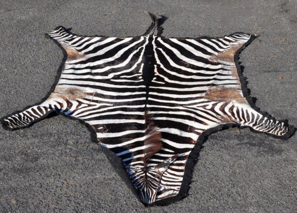 Vintage Full Size Zebra Skin Rug: Vintage zebra skin rug, full size. 9 1/2' x 6'