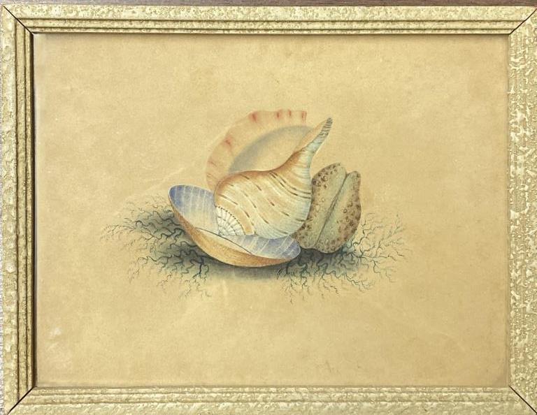 American School, Small Watercolor Of Shells (1 of 2)