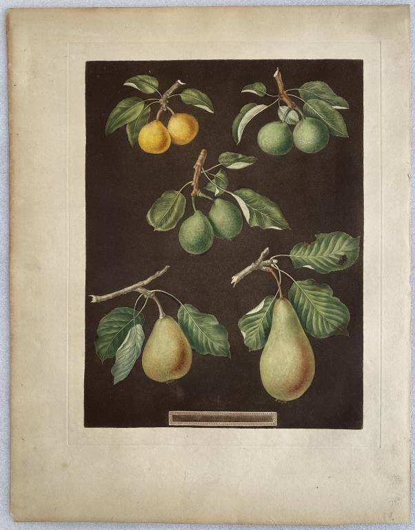 George Brookshaw, Aquatint "Pears" (1 of 4)
