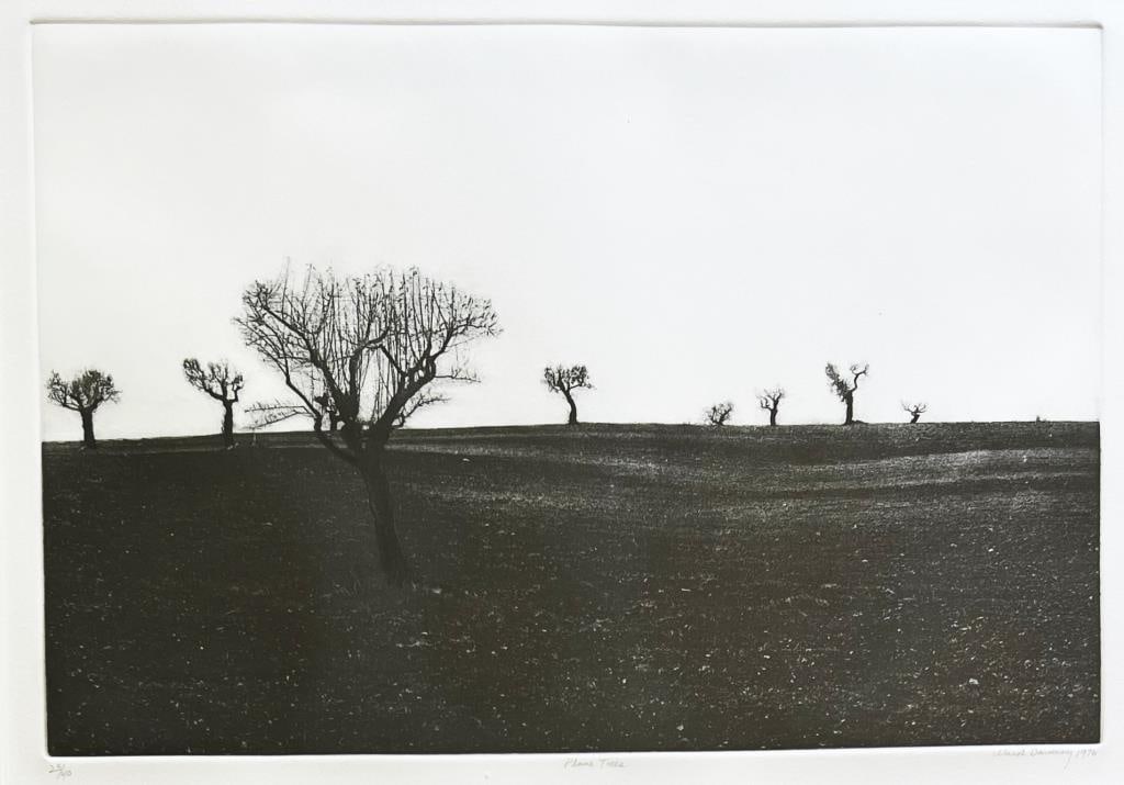 Davenny, 1976 "Plane Trees" Etching (1 of 4)