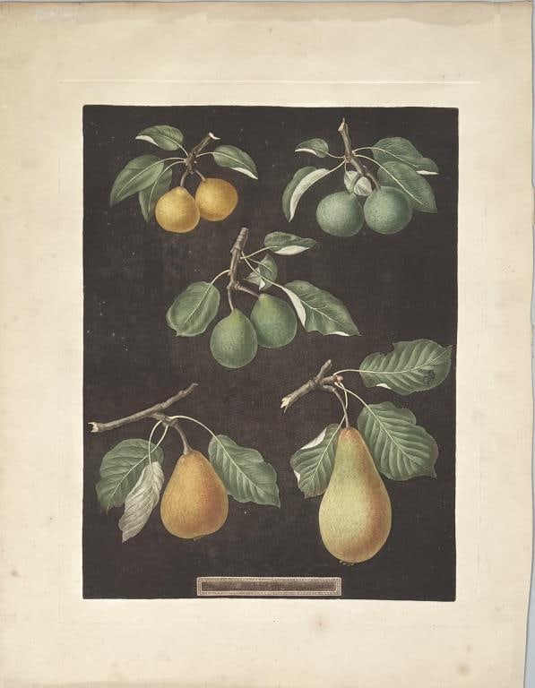 Brookshaw, Aquatint "Pears": George Brookshaw, "Pears: Petit Muscat, Sweet Sugar, Green Chissel, Citron de Calmes, and the Jargonelle Varieties". Aquatint printed in colors with hand coloring; from "Pomona Britannica or A Collect