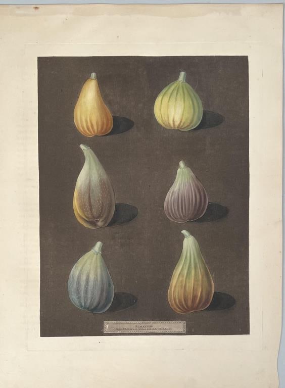 Brookshaw, Aquatint "Figs": George Brookshaw; Figs, Plate LXXIV. Aquatint printed in colors w/ hand coloring; from "Pomona Britannica or A Collection of the Most Esteemed Fruits", annotated Plate LXXIV Painted and Published as t