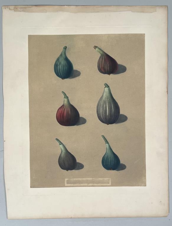 Brookshaw, Aquatint "Figs": George Brookshaw; Figs; pl. LXXV. Aquatint printed in colors w/ hand coloring; from "Pomona Britannica or A Collection of the Most Esteemed Fruits", annotation in text box below the image is illegible