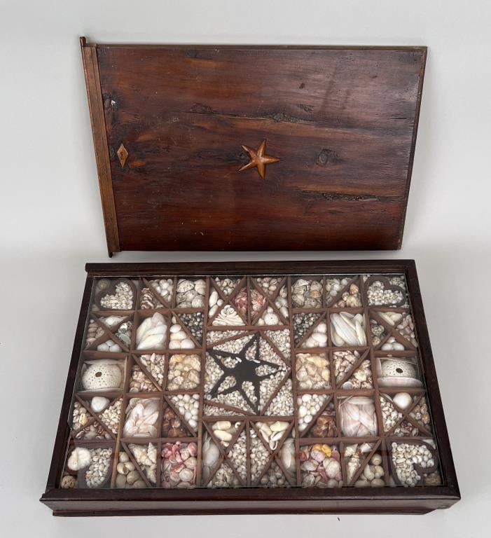 Unusual Shell Collection, Fitted Display box (1 of 8)