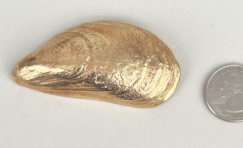 Breakell 14K Solid Gold Mussel Shell Pin (1 of 4)