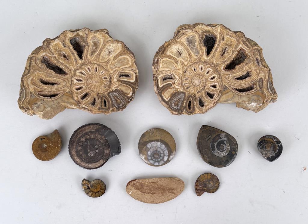 Small Collection Ten Fossils, Mostly Ammonites (1 of 4)