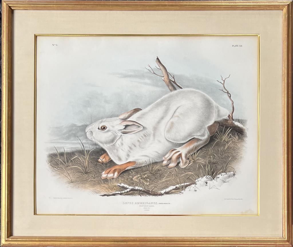 Bowen, After Audubon, Litho, Northern Hare, Winter (1 of 6)