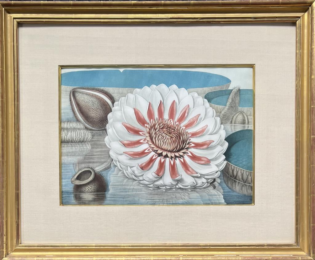Sharp, Chromolithograph Plate, Victoria Regia (1 of 3)
