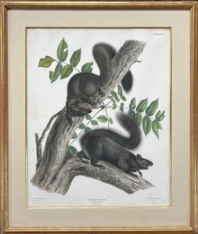 Bowen, After Audubon, Color Litho, Black Squirrel (1 of 7)