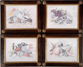 Four B.Z. Framed Shell Prints
