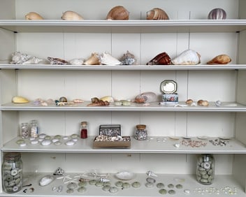 Large Group Vintage Seashells