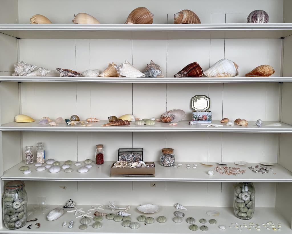 Large Group Vintage Seashells (1 of 3)