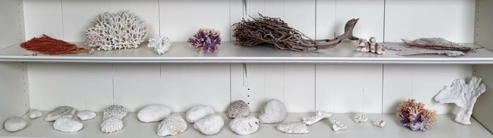 Group Vintage Specimen Coral