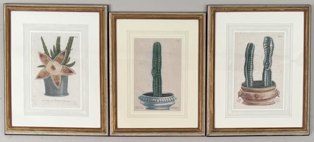 Three Framed Cactus Engravings