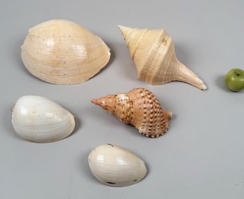 Group Five Large Shells