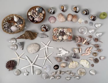 Large Group Seashells With Shell Box