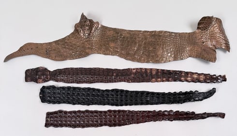 Group Four Alligator Hide Belts