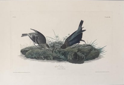 Audubon Double Elephant Folio, Cow Bunting