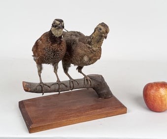Vintage Trophy Taxidermy Pair Quails