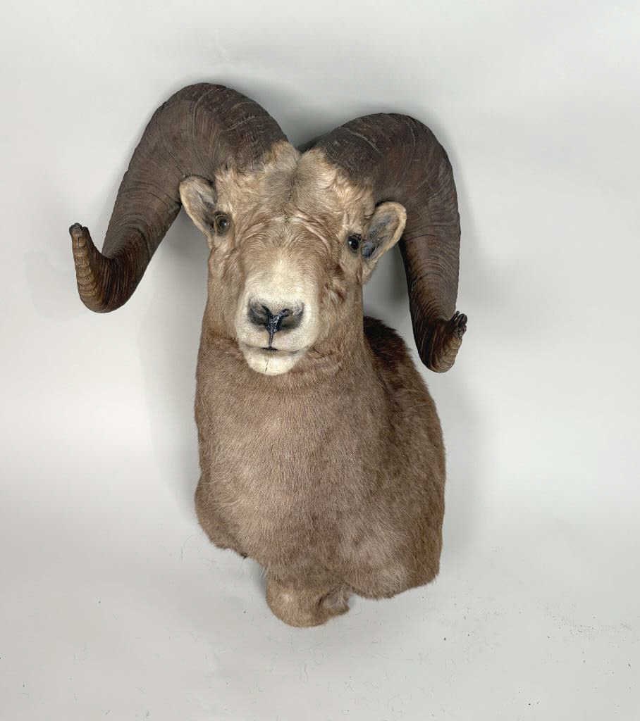 Rocky Mountain Big Horn Ram Taxidermy Trophy (1 of 7)
