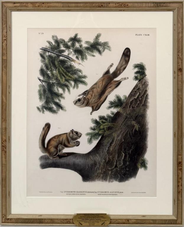 J.J. Audubon, Rocky Mountain Flying Squirrels (1 of 5)