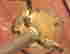 item-17800390=4