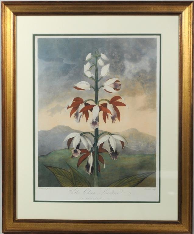 Robert John Thornton Hand Colored Engraving: Robert John Thornton, (English, 1768-1837), "The China Limodoron" hand colored engraving from the Temple of Flora published in London Feb. 1, 1802, framed, not examined out of frame. Plate size: 17 1/